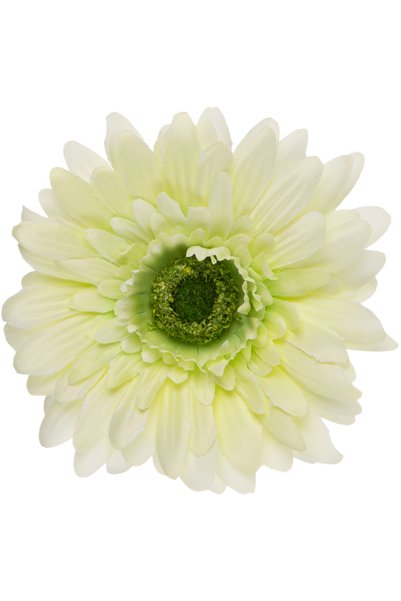 NO BRAND 24 bucăți GERBERA VERDE DESCHIS PRODUCȚIE VERDE CAPACĂ DE PRODUCȚIE