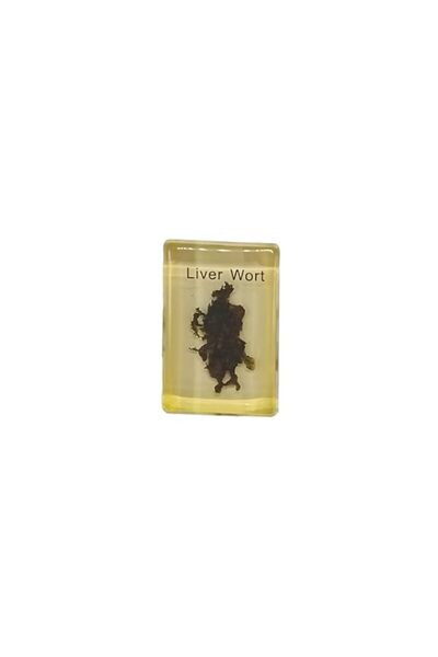 Generic Brand King Mariot Medical Equipments 1Pcs | Liverwort Specimen | Smal...