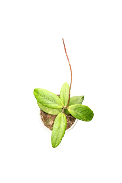 Eufloria Hoya 'Gayo' Ø10cm