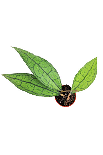 Eufloria Hoya clemensiorum SUMATRA Ø10.5cm