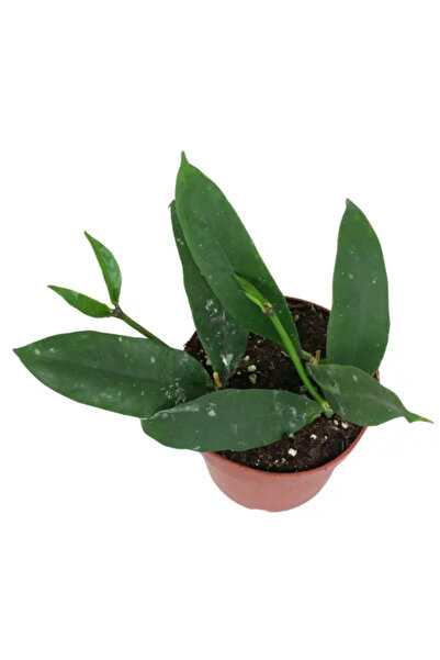Eufloria Hoya lobbii 'Flori Roșii' Ø12cm