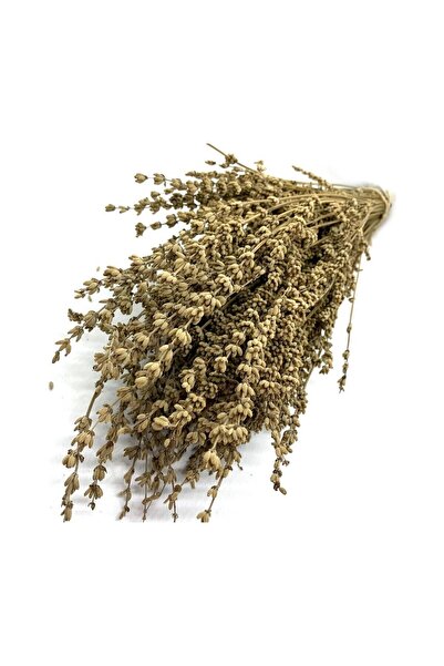 Mimoza Şoklanmış Doğal Lavanta Demeti Natural Lavender Bundle 40-50 cm