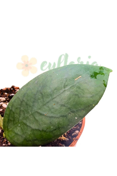Eufloria Hoya sp. Insula Flores UT038 Ø10.5cm