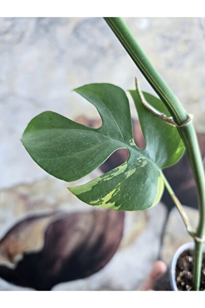 PLANT Monstera Minima Albo Deve Tabanı