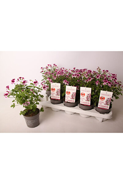 Eufloria Pelargonium ANGEL PARFUM NOVA Ø10.5cm