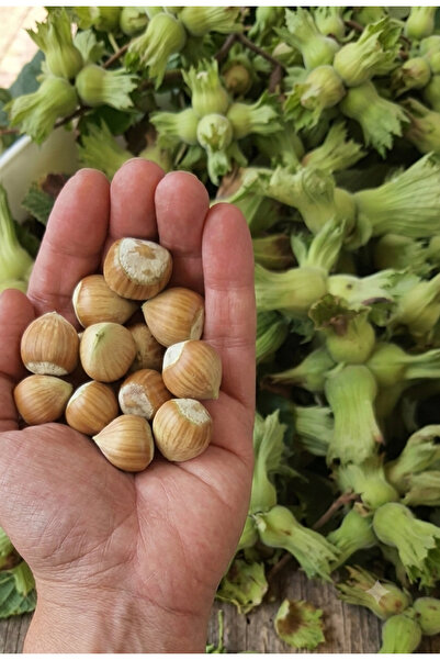 ASYA PAZARLAMA 1kg Yaş Fındık, Taze Fındık, Organik Fındık, Sütlü Fındık, Yeş...