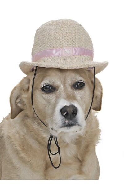 Petza Hat for Small and Medium Breed Dogs - Fosso