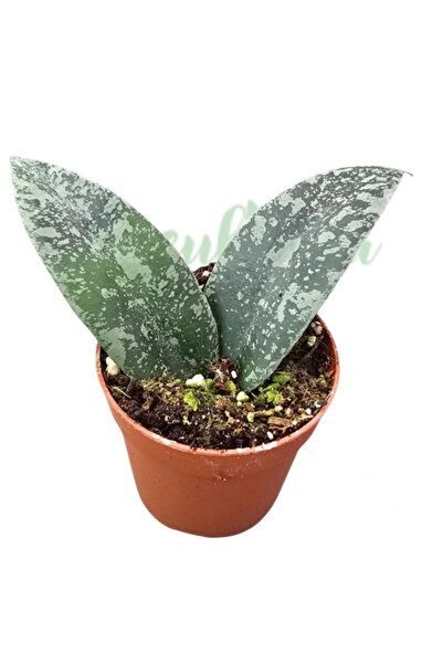 Eufloria Hoya flagellata 'Silver' Ø7cm