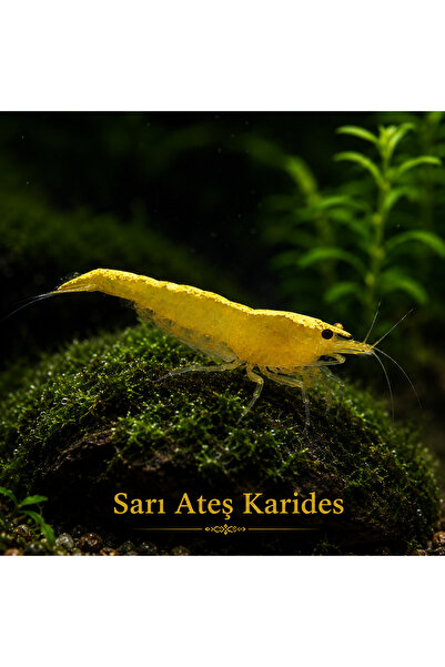 Moss Akvaryum Sarı Ateş Karides 5 Adet (1-1,5cm)