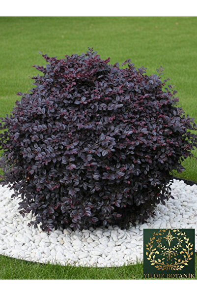 YILDIZ BOTANİK Loropetalum Chinense Rüya Çiçeği Fidanı 40-60 CM