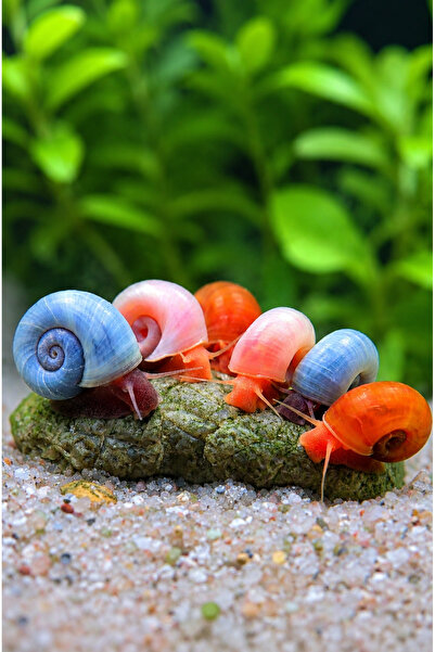 İkizler Planorbella Duryi Spiral Snail Tatlı Su Akvaryumu Salyangozu Karışık ...