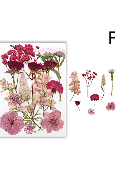 Choice5 F Dried Flowers Real Natural Plant Pressed Flower For Epoxy Resin Fil...
