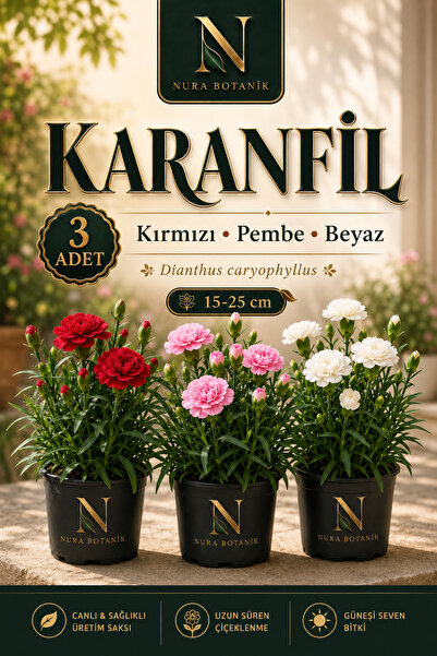 Nura Botanik Mis Kokulu Karanfil Çiçeği Kırmızı-Pembe-Beyaz 3 Adet Saksılı Bo...