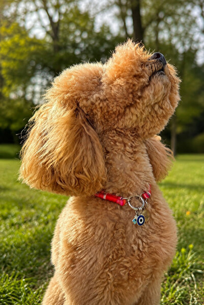 JesPawty Jesspecial Kırmızı İp Halat Kedi Köpek Kolyesi Charm Uçlu Gümüş Rengi