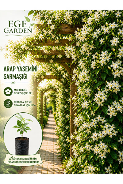 EGE GARDEN Arap yasemini fidanı yoğun kokulu sarmaşık canlı bitki
