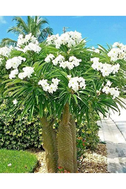 cantropikal - Pachypodium lamerei - Madagaskar Palmiyesi - Kokulu Beyaz Çiçek...