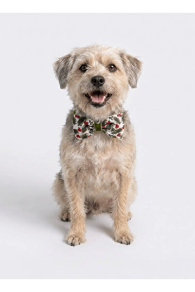 MİHAVLA Dog Bow Tie Leash