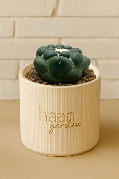 haan garden Elephantipes İnermis