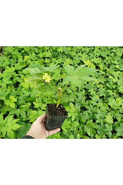 Tunç Botanik JAPON ÇINARI ARALYA FİDANI 3 ADET - Aralia Japonica Fatsia