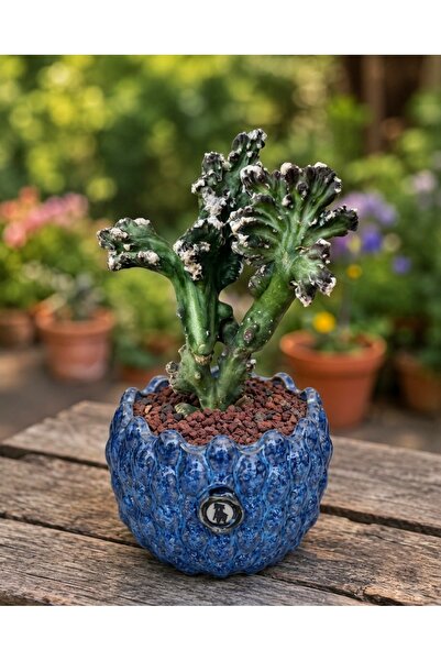 ATLANTE CACTUS Monvillea spegazzini