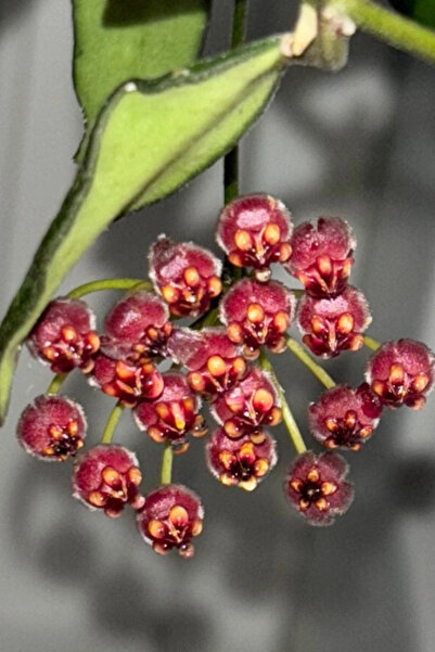 OEM Hoya Waietii, planta naturala