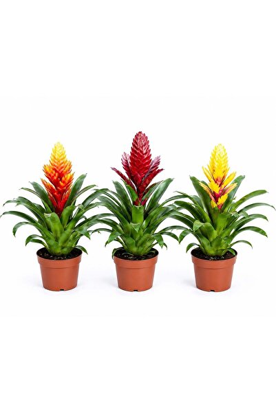 gardenkoala Bromelia mix 3 Adet- 8,5 cm saksı