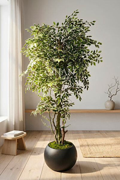 Cihan Çiçekçilik Yapay Benjamin Starlight Ağacı 180 cm - Küre Saksılı