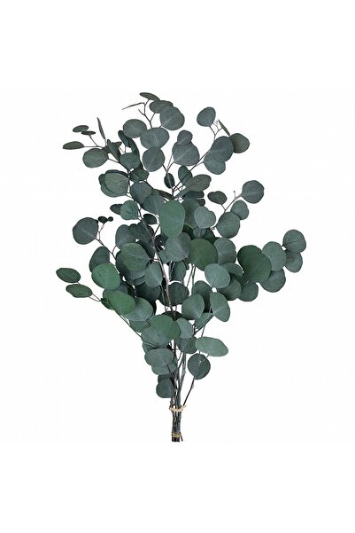 Roberto Rossi Preserved Apple Branch H50-80 cm. green