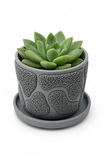 Sukulent Mini Bitki Saksı Coralia Gri - Sukulent Dahil Değildir 7x10CM