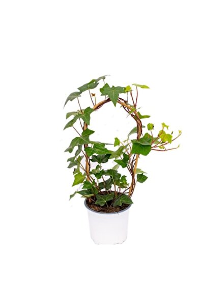 OEM Ivy - plantă, de interior/exterior, cu o lungime aproximativă de 1,5 metr...