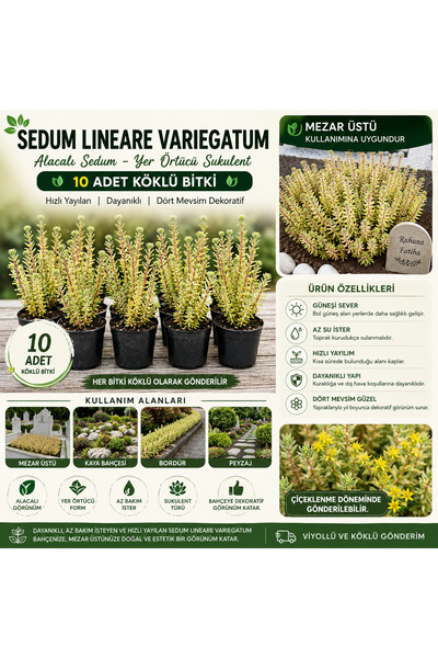 FİDEİSTE 10 Adet Sedum Lineare Variegatum (Alacalı Sedum) Köklü Yer Örtücü Su...
