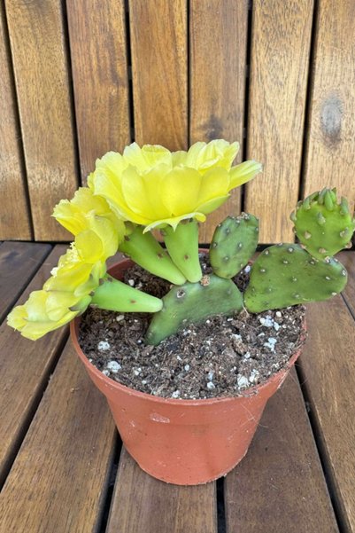 OEM Cactus rezistent la ger Opuntia Humifusa