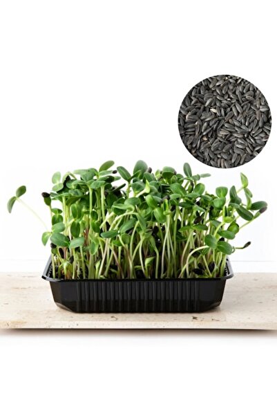 Verdeata isteata Semințe de floarea-soarelui pentru răsaduri și microplante, 1kg