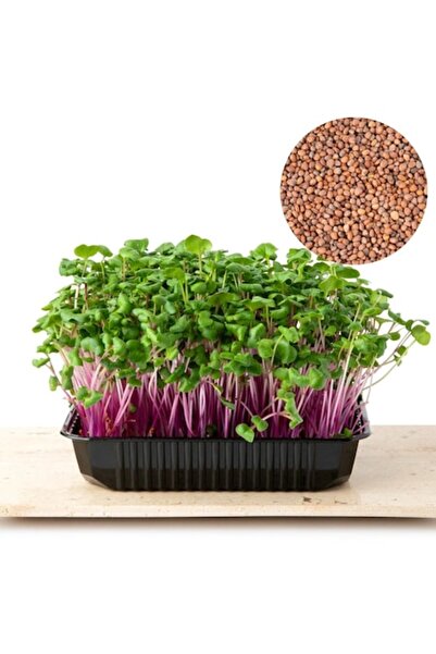 Verdeata isteata Semințe de ridichi roz pentru germeni și microplante, 1kg