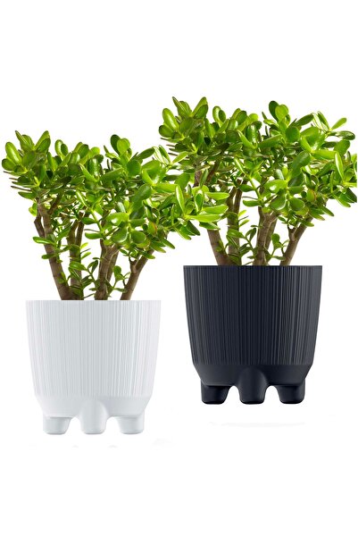 EDANTI Ghiveci rotund pentru flori 14,5 cm Set