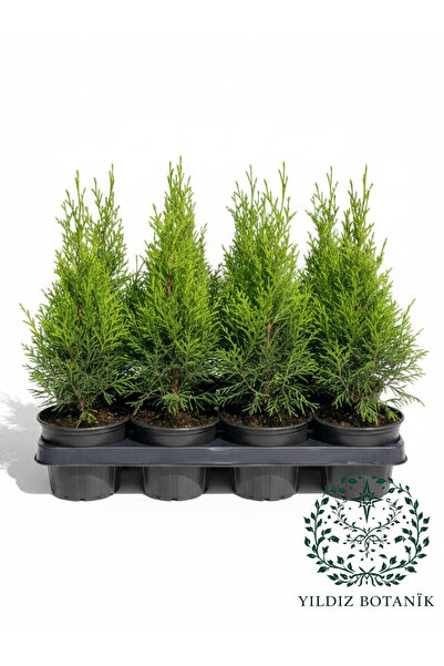 YILDIZ BOTANİK 10 Adet Smargat Mazı Fidanı Thuja Occidentalis Smaragd Çam Ağa...