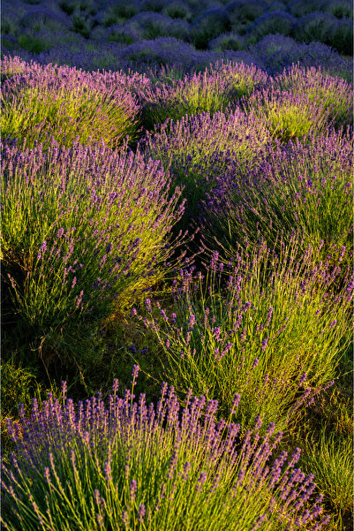 Lavanta Fidanı Lavandula Angustifolia (İngiliz Lavantası) 18x18x24 cm 4 Yaş Üstü Saksılı 70-90 cm