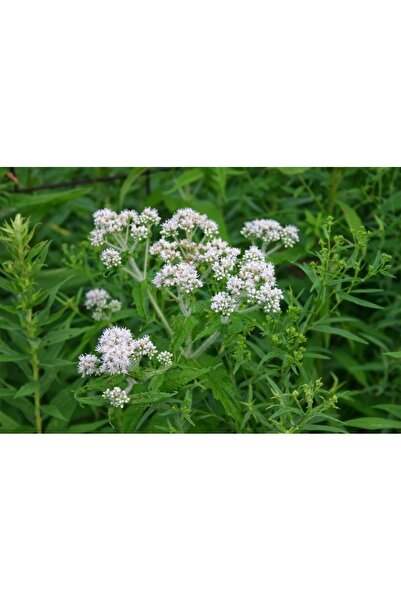 Green Health ΒΟΤΑΝΟ ΕΥΠΑΤΟΡΙΟ 1ΤΕΜ 50gr