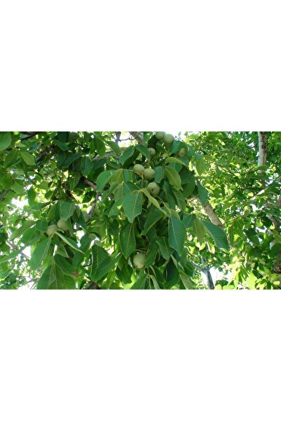 Green Health ΒΟΤΑΝΟ ΚΑΡΥΔΙΑ ΠΕΡΙΒΛΗΜΑ 1ΤΕΜ 100gr
