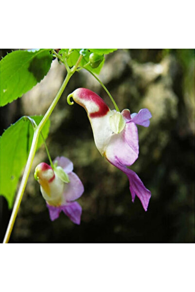 123 50Pcs Parrot Flower Seeds Flower Seeds Plant Seeds