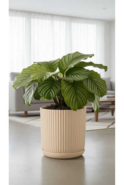 Bliss Lotus Kendinden Tabaklı 10,5 Litre Saksı Dekoratif Plastik Çiçek Saksıs...