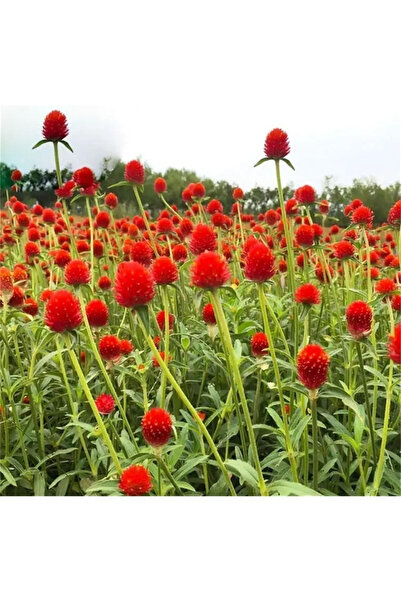123 100 Seeds of Ornamental Plants, Flower Seeds, Grass Flowers, Earlobe Flowers