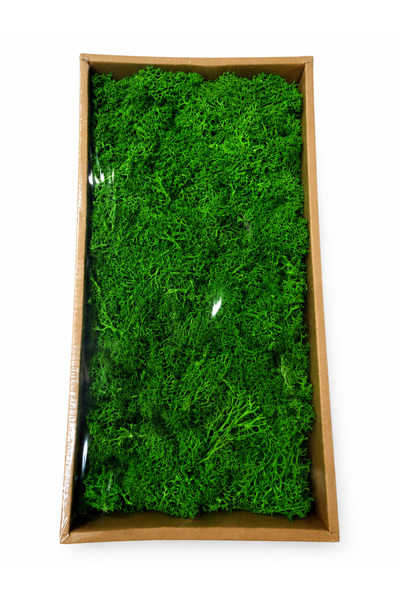 wei Natural decorative lichens, deep green – for interior decoration
