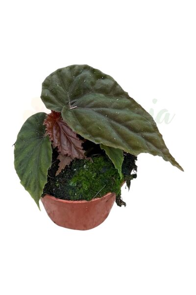 Eufloria Begonia 'Black Blood' Ø8cm