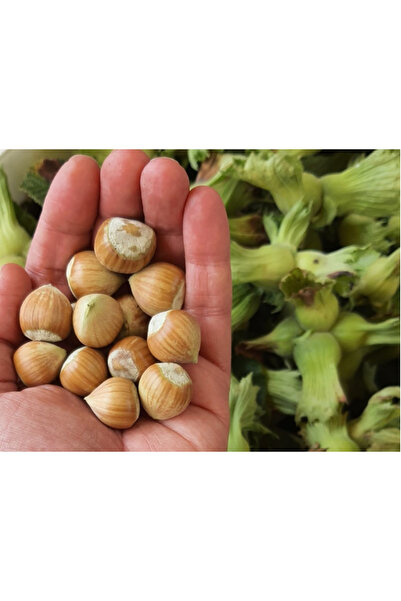 ASYA PAZARLAMA 1kg Taze Kabuklu Fındık, Yeşil Kabuklarından ayıklanmış Fındık...