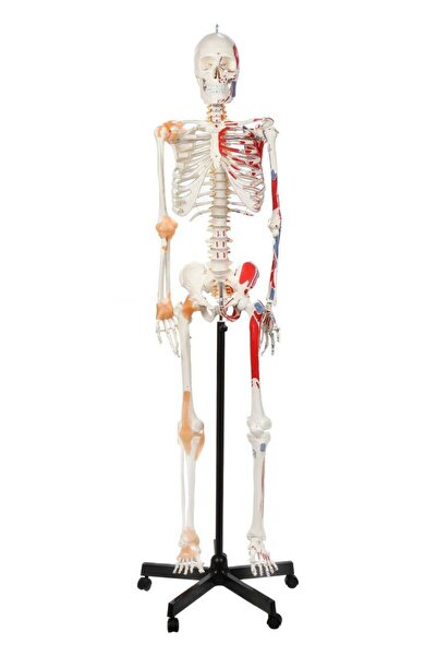 EgeAnatomi Maketleri Gerçek Boyutlarında Kasları ve Ligamentleri Gösteren Num...