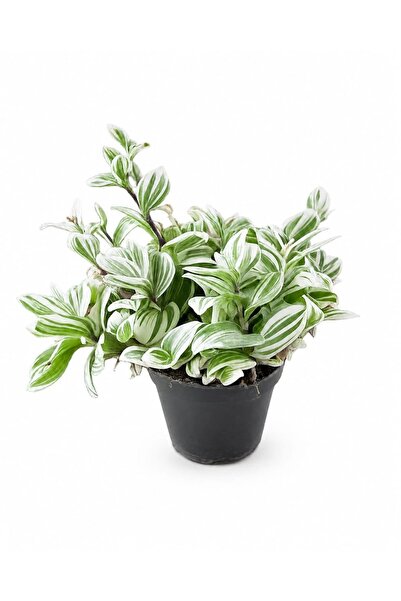 ERNAZ Tradescantia Fluminensis Variegata Telgraf Çiçeği Q13 saksı Alacalı Yap...