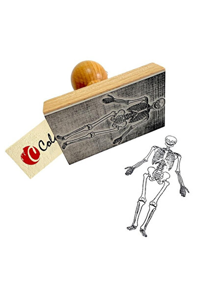 Colorado Șablon educativ Schelet uman – femeie, 67x165 mm