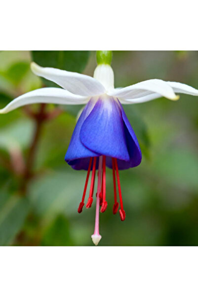 123 100 Flower Seeds, Cold-Resistant, Perennial Flowers, Indoor and Outdoor P...