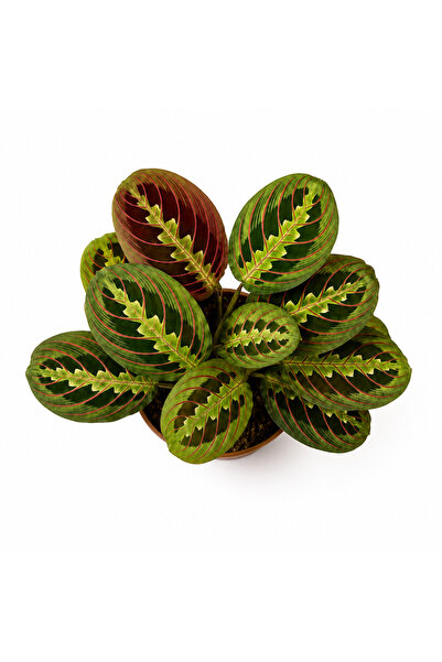 Florya Botanik Calathea Maranta Leuconeura Fascinator Dua Çiçeği 30-40 cm